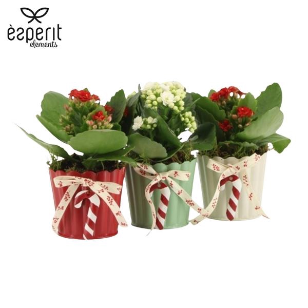 <h4>Arrangementen Kerst 6%</h4>