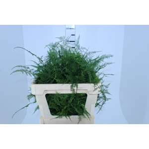FOLHAGEM ASPARGO PLUMOSO 180 CM