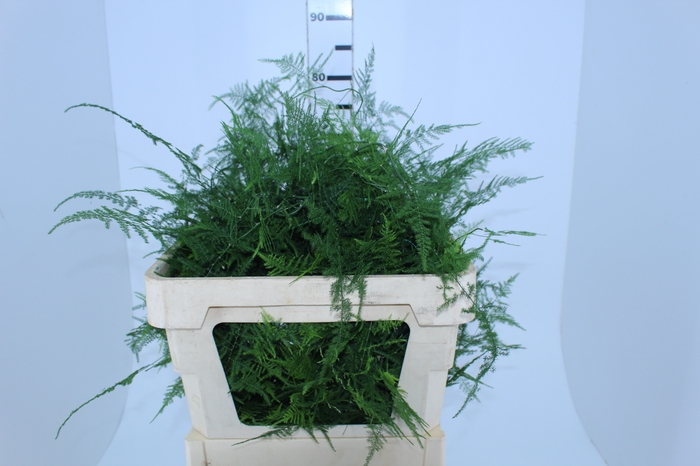 FOLHAGEM ASPARGO PLUMOSO 180 CM