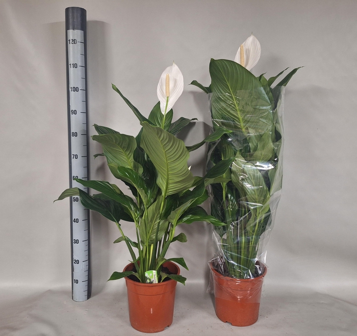 <h4>SPATH SWEET SILVANA</h4>