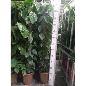 Philodendron scand.