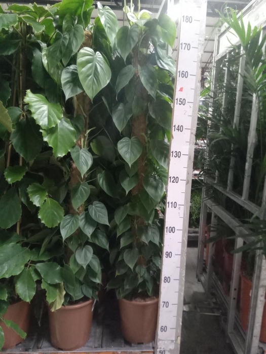 <h4>Philodendron scand.</h4>