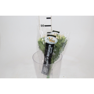 BOUVARDIA ELEGANCE BIANCA 040 CM