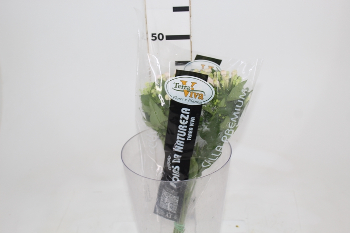 <h4>BOUVARDIA ELEGANCE BIANCA 040 CM</h4>