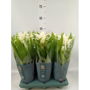 Guzmania  'Deseo White'