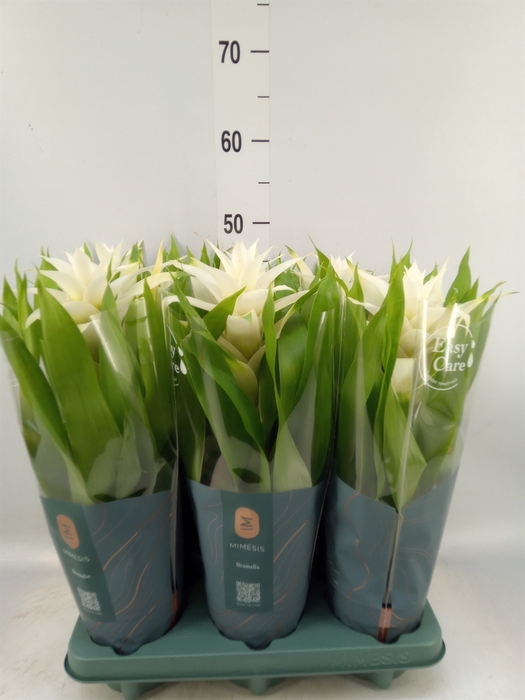 <h4>Guzmania  'Deseo White'</h4>