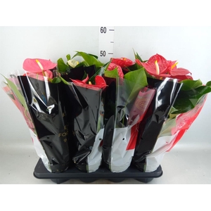 Anthurium   ...mix