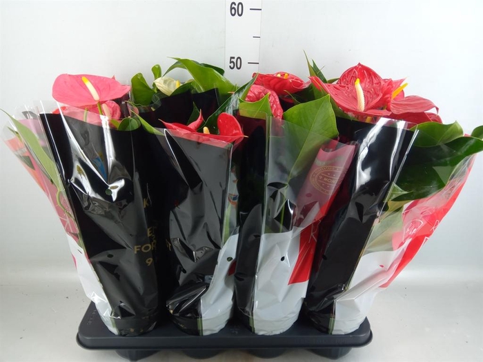 <h4>Anthurium ...mix</h4>