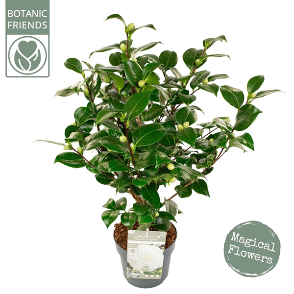 <h4>Camellia jap. 'Nuccio's Gem' Premium</h4>