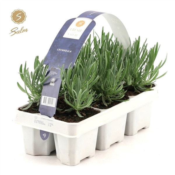 <h4>Lavandula 6-Pack</h4>