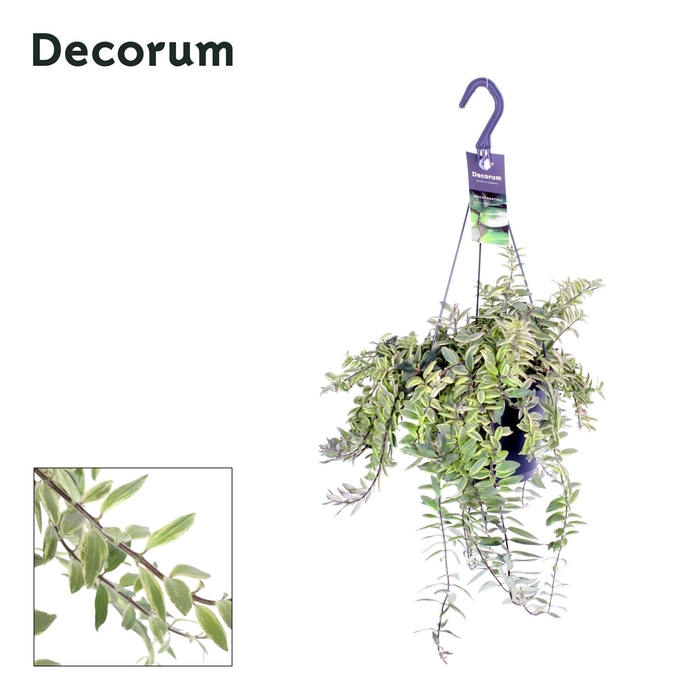 Aeschynanthus Bolero Bicolore Hangpot 17 cm