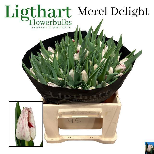 <h4>TU EN MEREL DELIGHT</h4>