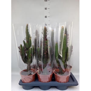 Euphorbia trigona 'Rubra'