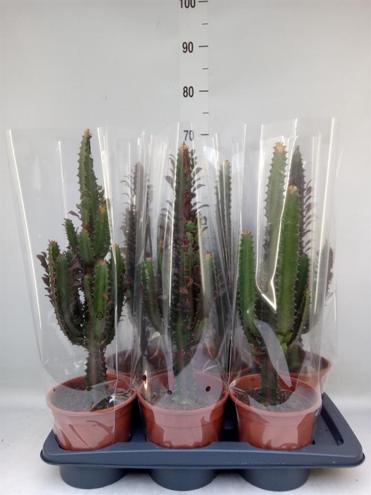 <h4>Euphorbia trigona 'Rubra'</h4>