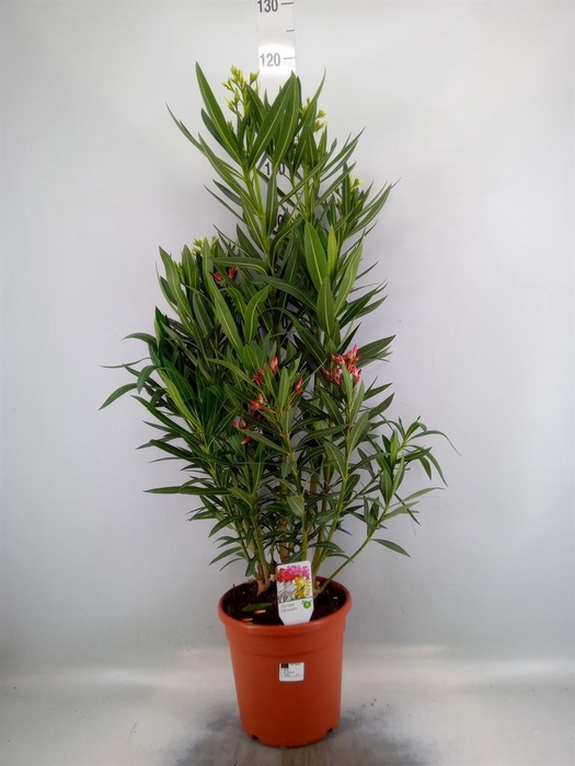 <h4>Nerium oleander ...</h4>