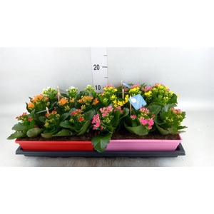 Kalanchoe blos.   ..EN mix