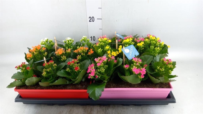 <h4>Kalanchoe blos.   ..EN mix</h4>