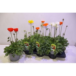 Papa Nud Gartenzwerg