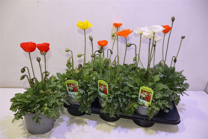 <h4>Papa Nud Gartenzwerg</h4>