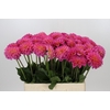 Dahlia Barbados
