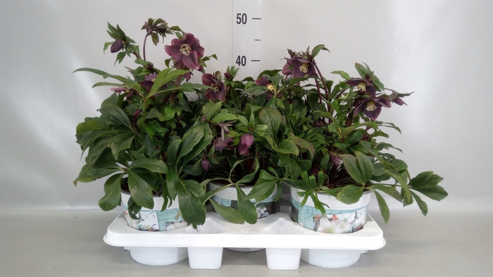 <h4>Helleborus x hybr. 'Viv Victoria'</h4>