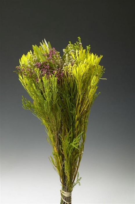 <h4>Kaapgsgroen Gemengd Cone</h4>