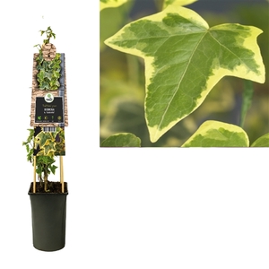 Hedera h. 'Goldchild' +3.0 label