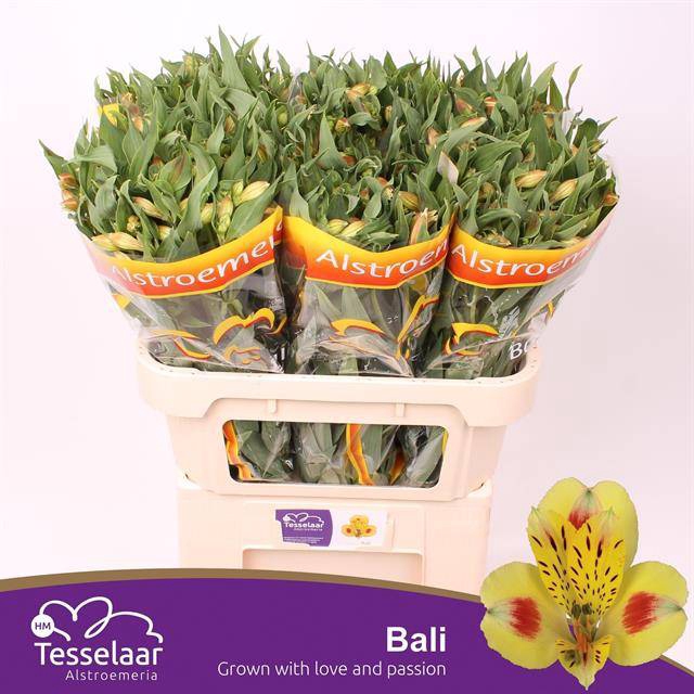 <h4>Alstroemeria bali</h4>