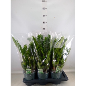 Zamioculcas zamiifolia