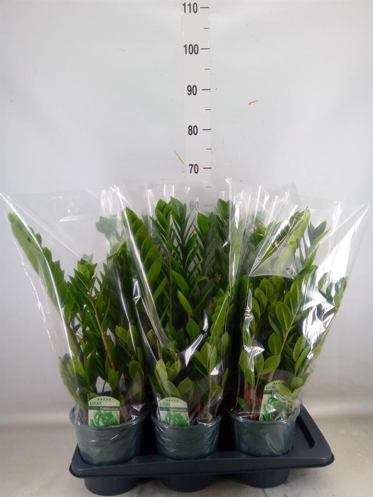 <h4>Zamioculcas zamiifolia</h4>