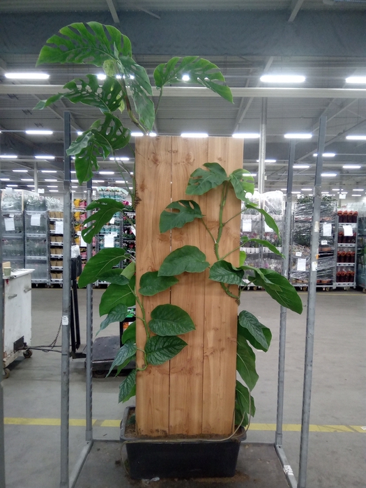 <h4>Monstera   ...</h4>