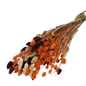Droogbloem Phalaris mix 65cm 175g