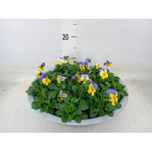 Viola corn. 'Endurio BlueYel wPurp'