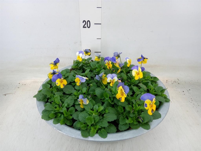 <h4>Viola corn. 'Endurio BlueYel wPurp'</h4>