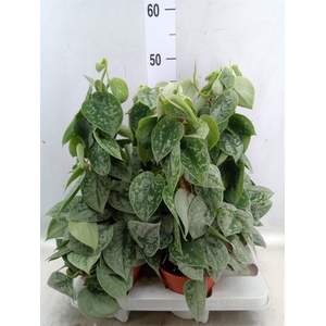 Scindapsus pictus 'Silvery Ann'