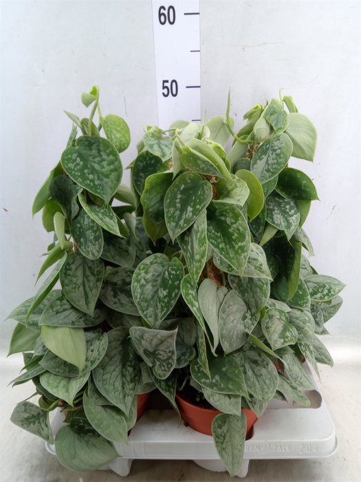 <h4>Scindapsus pictus 'Silvery Ann'</h4>