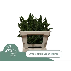AMAR GREEN THUMB