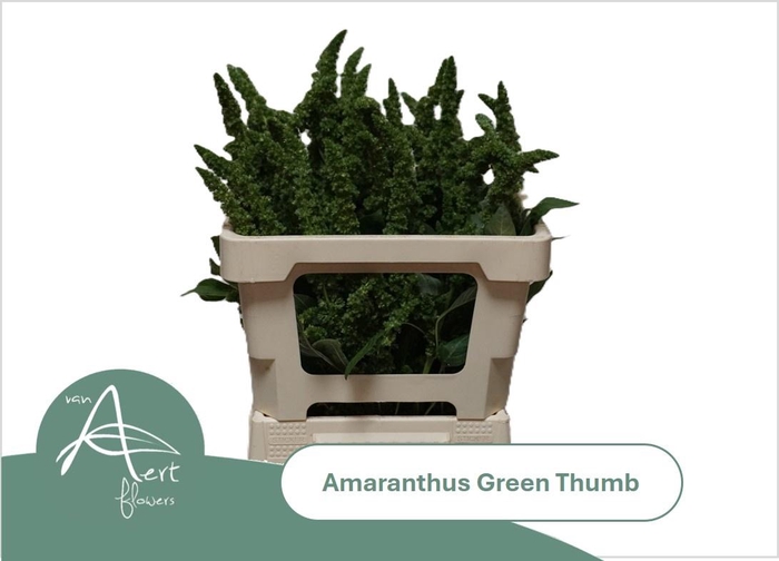 <h4>AMAR GREEN THUMB</h4>