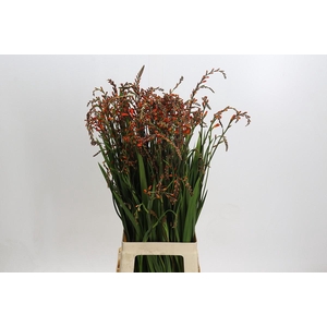 Crocosmia Red King