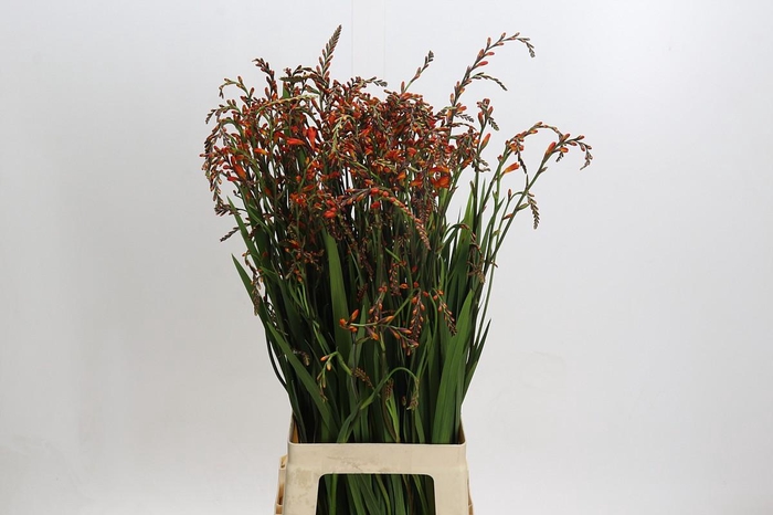 Crocosmia Red King