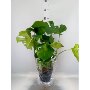 Monstera delic.