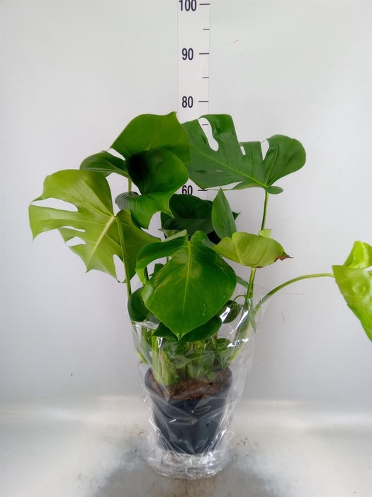 <h4>Monstera delic.</h4>