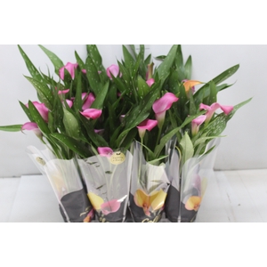 CALLA MINI P09