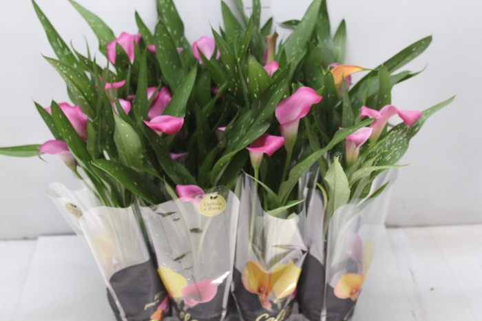 <h4>CALLA MINI P09</h4>