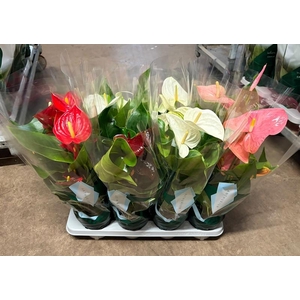 Anthurium Andr. gemengd 4 kleuren