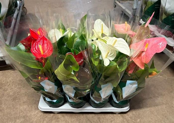 <h4>Anthurium Andr. gemengd 4 kleuren</h4>