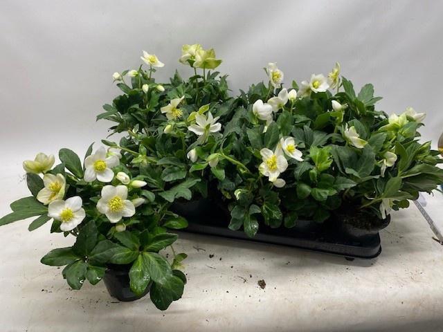 <h4>HELL NI HAPPY DAY</h4>