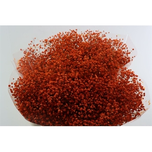 Gyps Grof Orange (dip)