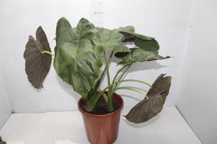 <h4>ALOCASIA WENTII P23</h4>