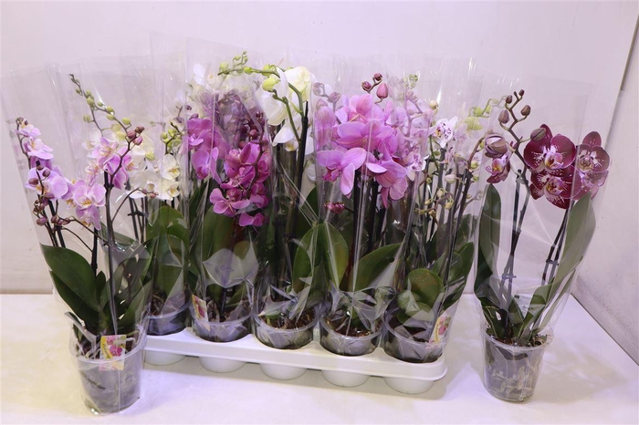 <h4>arr8 Phal Gem</h4>